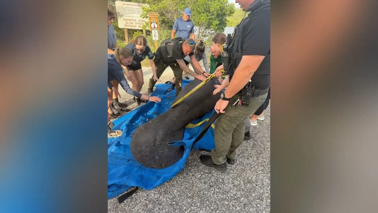 Manatee rescued from shallow ditch in Indian River County, safely released