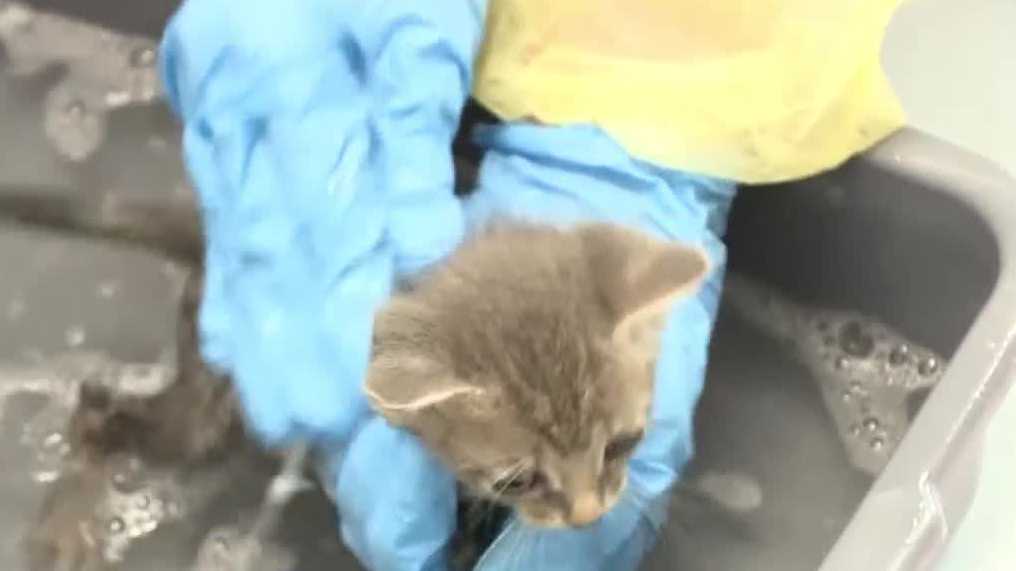 More Than 100 Cats Rescued From Port St. Lucie Hoarding House
