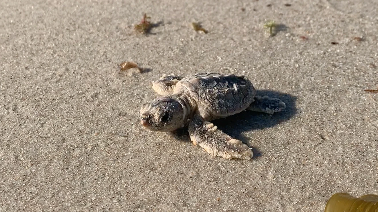 Indian River County sets record with 14,083 turtle nests as rough surf threatens eggs