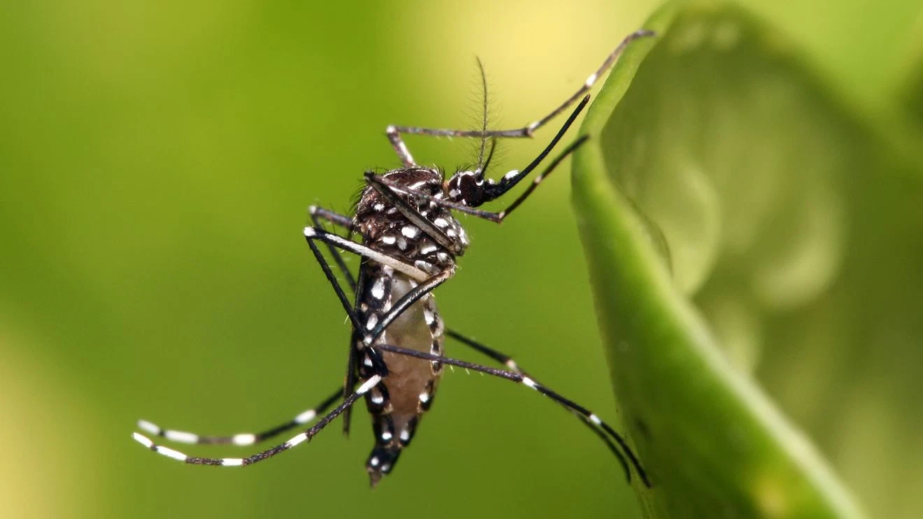 UF Study Finds Dengue-Linked Mosquito Thriving in Indian River County Yards
